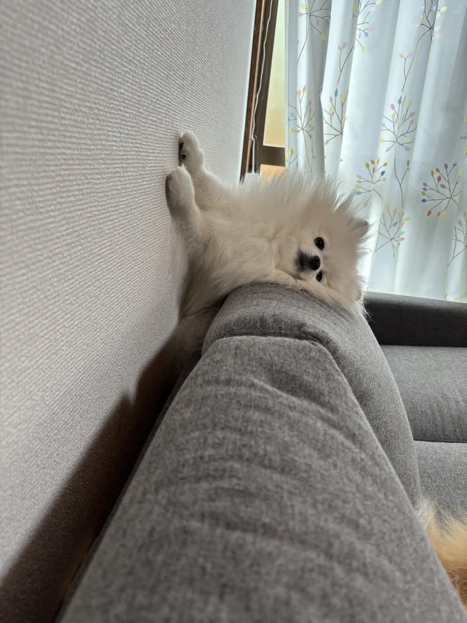 でも満足そうにもみえるうにちゃんでした▶かわいいが大爆発しているうにちゃんとあぐちゃん（⇒次へ）