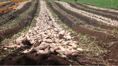 さつまいもの名産地の干し芋です