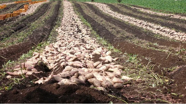 さつまいもの名産地の干し芋です