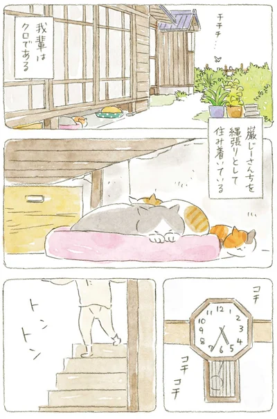 住み着いている猫