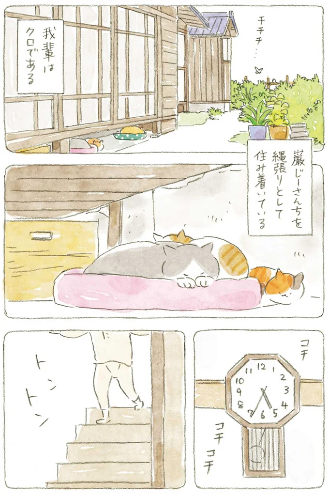 住み着いている猫