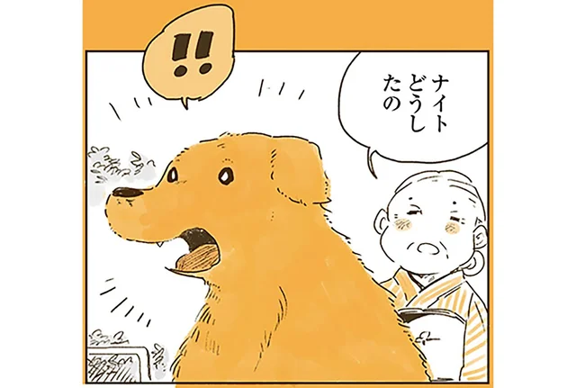 夢の中でヒトの言葉が話せた！レトリバーが心を通わせる大切な人