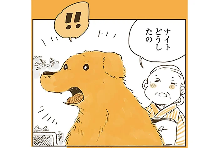 夢の中でヒトの言葉が話せた！レトリバーが心を通わせる大切な人