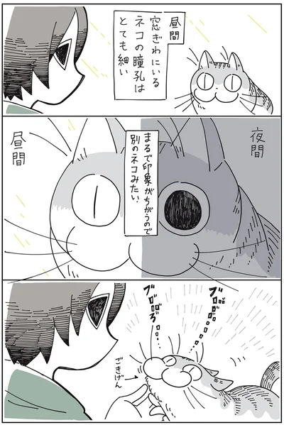 『夜は猫といっしょ』より