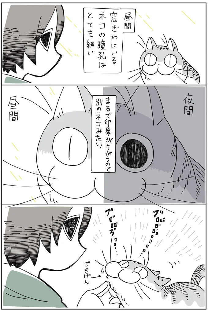 『夜は猫といっしょ』より