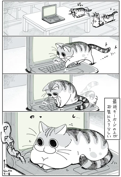 『夜は猫といっしょ 2』より