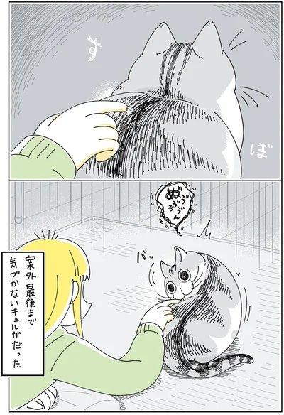 『夜は猫といっしょ5』より