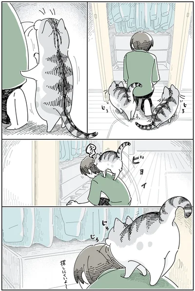 『夜は猫といっしょ5』より