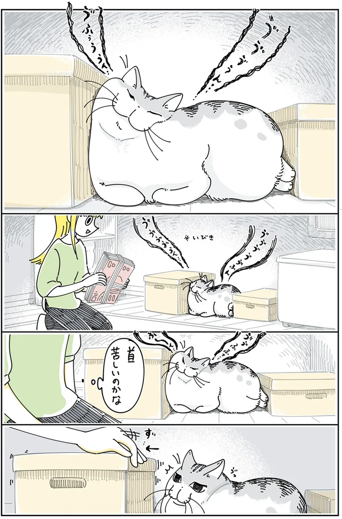 『夜は猫といっしょ5』より