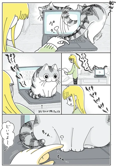 『夜は猫といっしょ6』より