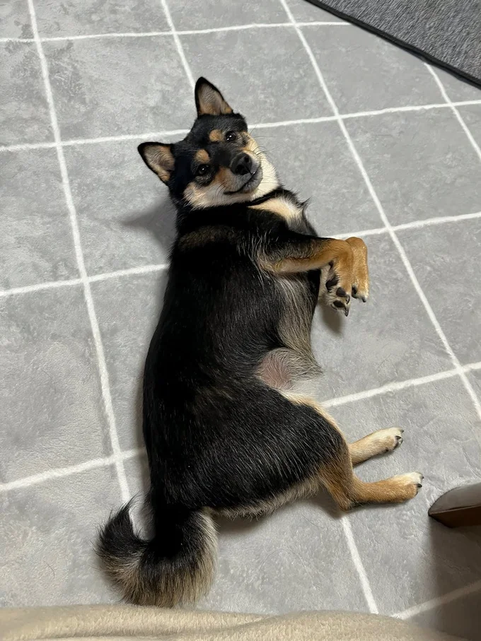 お留守番を頼まれたこまちちゃん▶君に夢中～（⇒次へ）