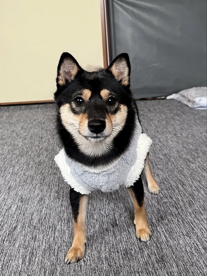 犬用の服を着るとピタッと動かなくなるこまちちゃん▶起きろー!!（⇒次へ）