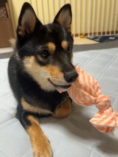 こまちちゃんアラームは「みぞおちダイブからのほりほり」▶まったりまったり…（⇒次へ）