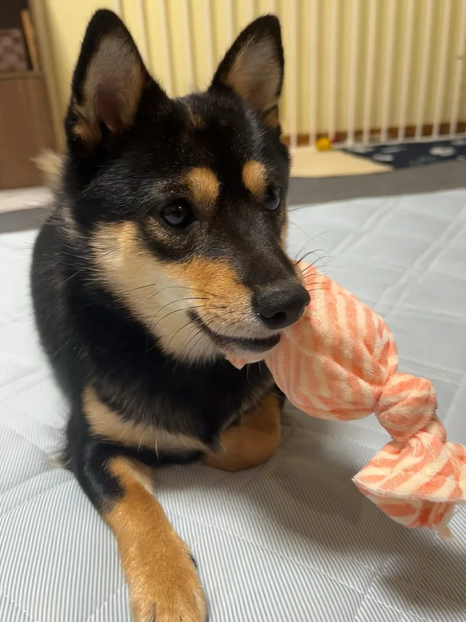 こまちちゃんアラームは「みぞおちダイブからのほりほり」▶まったりまったり…（⇒次へ）