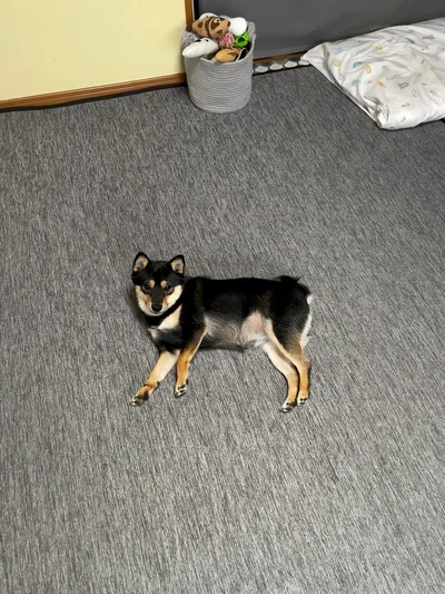 くつろぎ中…▶この表情はたまらん…！（⇒次へ）