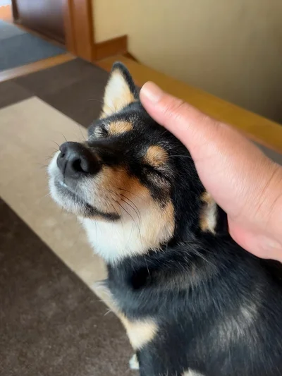 幸せそうな表情のこまちちゃん▶（次画像からおバカな個性派柴犬「どんぐり」と翻弄されっぱなしの著者が繰り広げる攻防戦を描いた『ドヤ顔柴犬どんぐり2』が読めます）