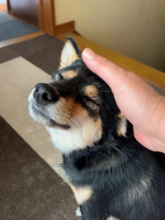 幸せそうな表情のこまちちゃん▶（次画像からおバカな個性派柴犬「どんぐり」と翻弄されっぱなしの著者が繰り広げる攻防戦を描いた『ドヤ顔柴犬どんぐり2』が読めます）