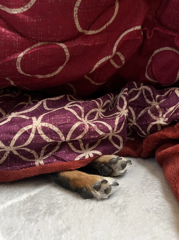 こたつ大好きこまちちゃん▶丸くないっ!!（⇒次へ）