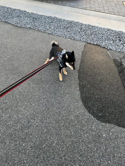 地面が濡れているところは通りたくない！▶温もりに吸い込まれる～（⇒次へ）