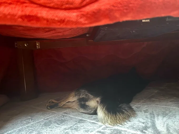 こたつに吸い込まれ出てこない…▶あいくるしさ100点！（⇒次へ）