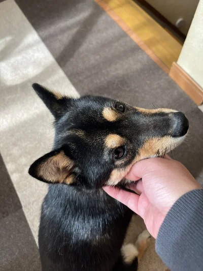 離れると呼びにきてくれるこまちちゃん▶必死の抵抗（⇒次へ）