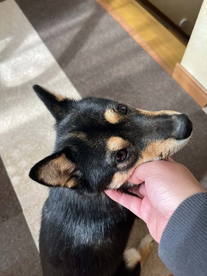 離れると呼びにきてくれるこまちちゃん▶必死の抵抗（⇒次へ）