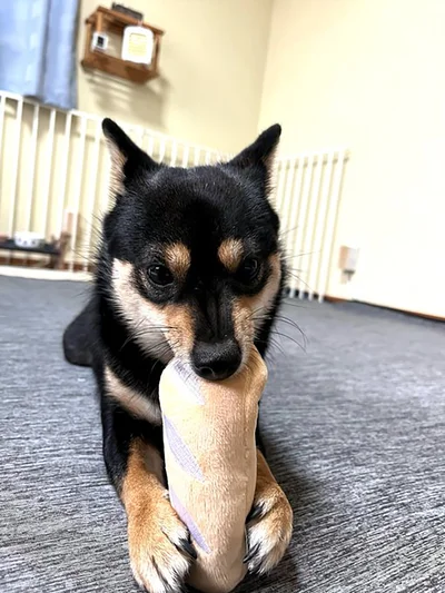 新しいおもちゃに夢中▶咥えてからの…（⇒次へ）