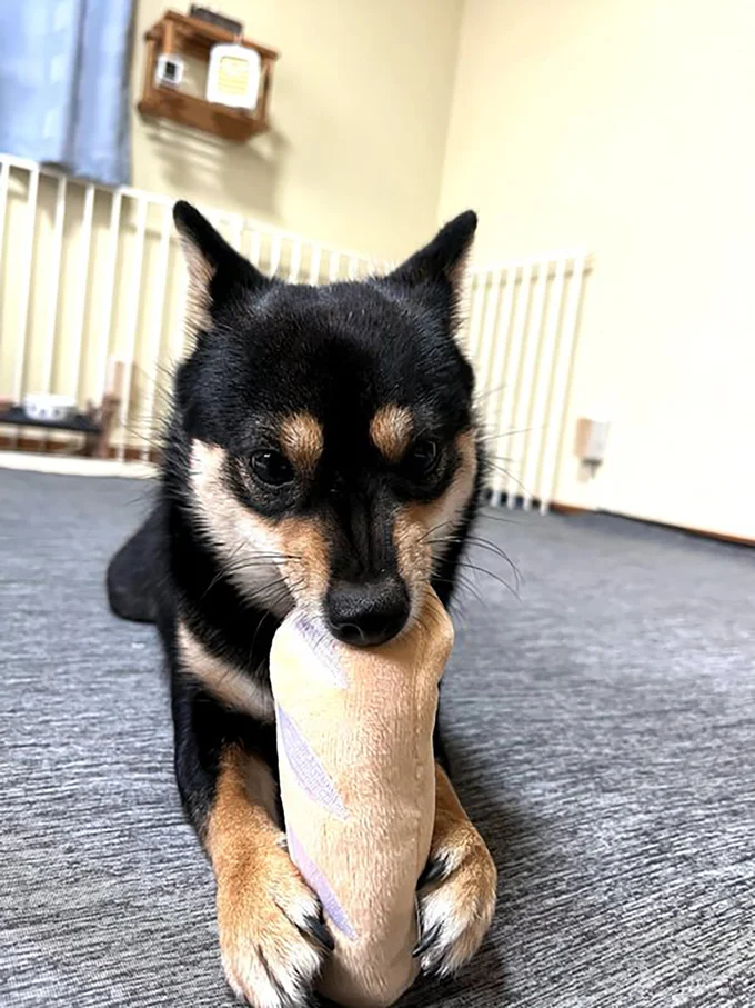 新しいおもちゃに夢中▶咥えてからの…（⇒次へ）