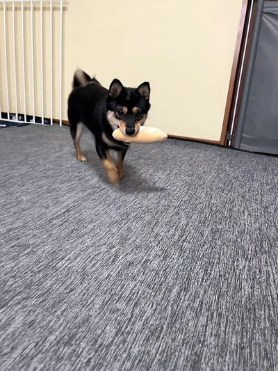 パンのおもちゃを咥えて走ります！▶あるあるだね…（⇒次へ）