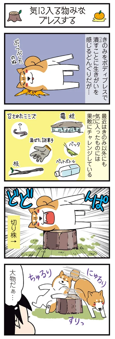 『ドヤ顔柴犬どんぐり2』より