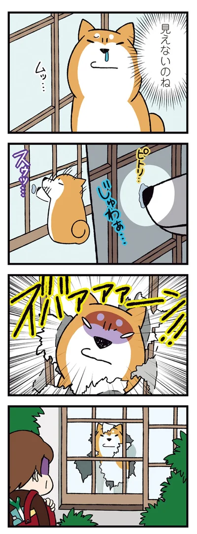 『ドヤ顔柴犬どんぐり2』より