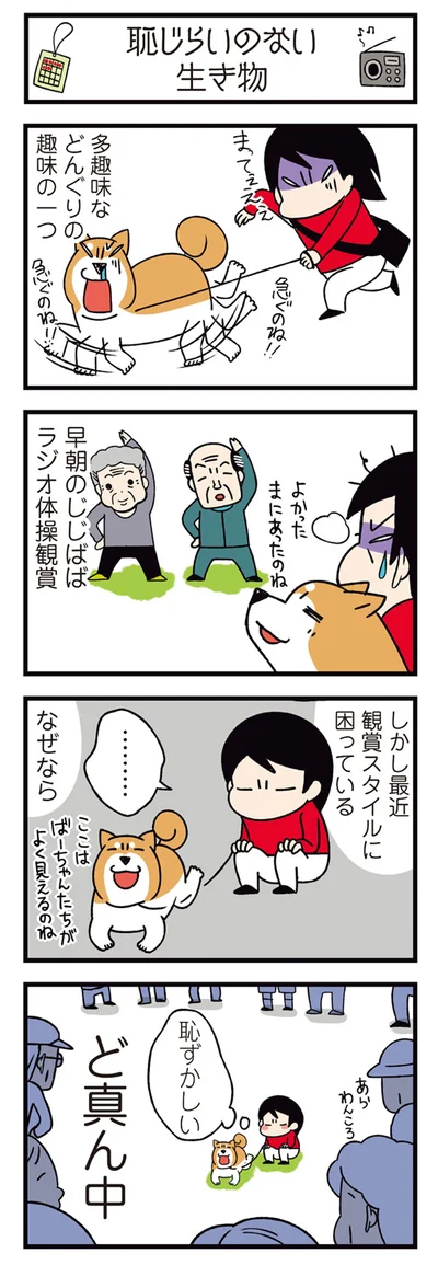 『ドヤ顔柴犬どんぐり2』より