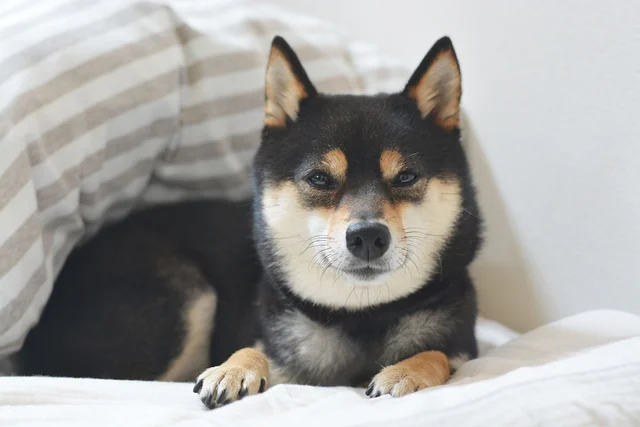 飼い主の電話中「やけに静かだな…？」→愛犬がおとなしかった理由に「うわぁ、やられた！」「声出して笑った」