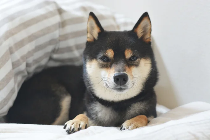 飼い主の電話中に愛犬がおとなしかった理由とは…？