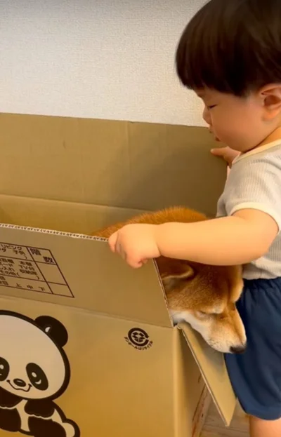 段ボールに入ろうとする息子くん▶果たして入れるのか！（⇒次へ）