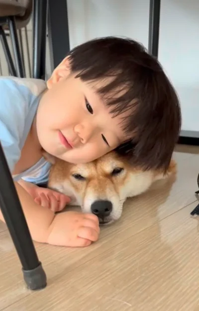 床に押しつぶされてもやさしげな表情▶ポテくんの忍耐力がすごい（⇒次ページから『【柴犬】柴犬ぽんちゃん、今日もわが道を行く』が読めます）