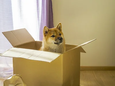 【投稿画像】白目になって押しつぶされるけなげな柴犬（⇒次へ）