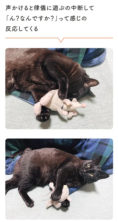 『黒猫ろんと暮らしたら２』より