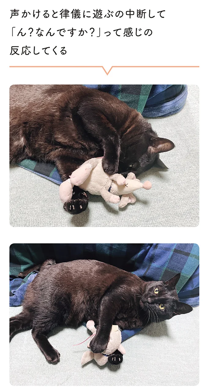 『黒猫ろんと暮らしたら２』より