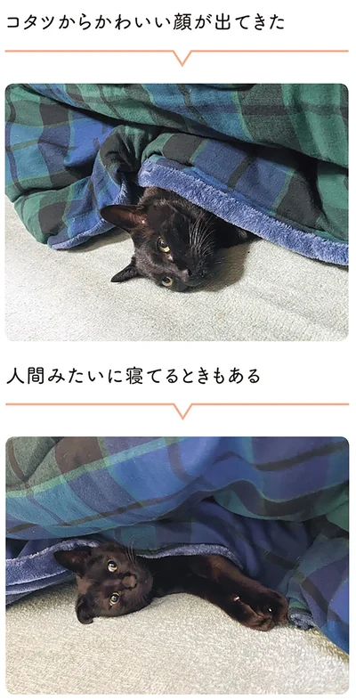 『黒猫ろんと暮らしたら２』より