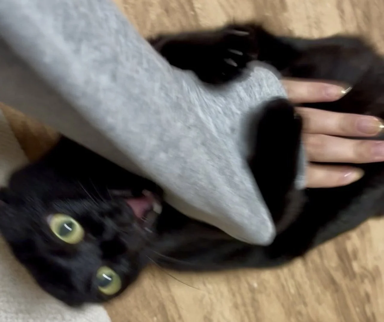 飼い猫の「お触りマップ」を公開→“危険地帯”だらけで「どこも触れない