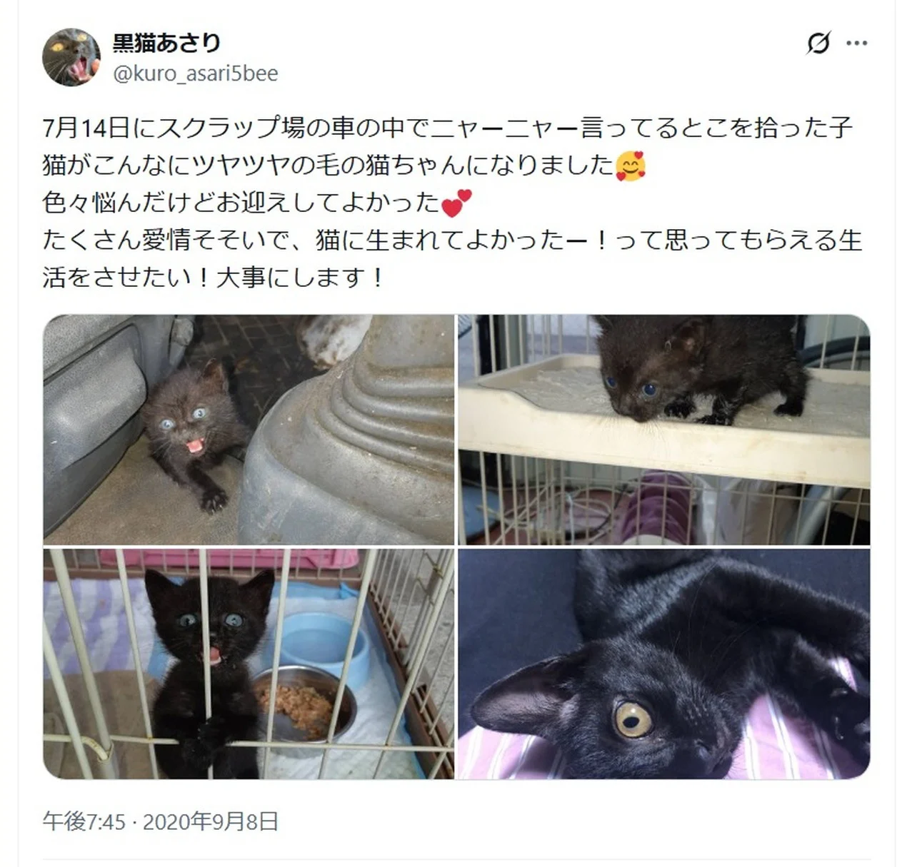 アサちゃんの毛づくろい アサちゃんの毛づくろい