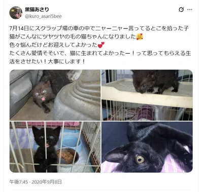 2020年7月14日に保護してからの軌跡▶ツヤツヤの猫ちゃんに育ちました（⇒次へ）