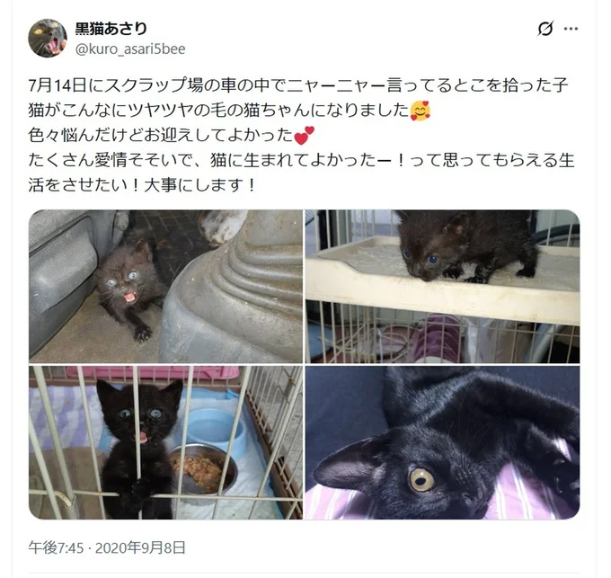 2020年7月14日に保護してからの軌跡▶ツヤツヤの猫ちゃんに育ちました（⇒次へ）