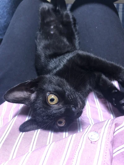 愛情を一身に受けてすくすく育ちました！▶あさりちゃん日向ぼっこ中（⇒次へ）