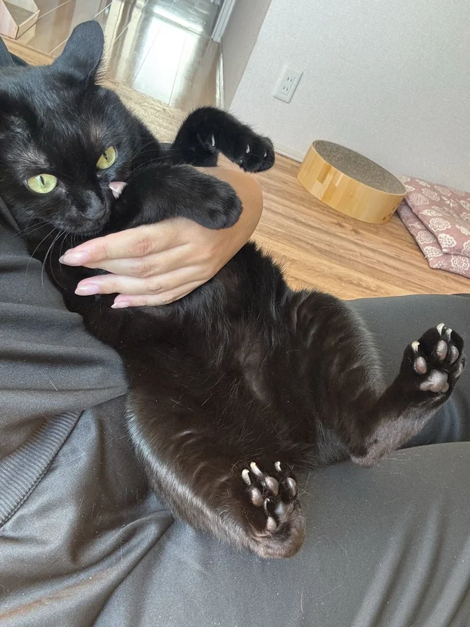 爪切りも余裕の飼い主様！さすがです！▶たまに甘えんぼな姿がとっても可愛い（⇒次へ）