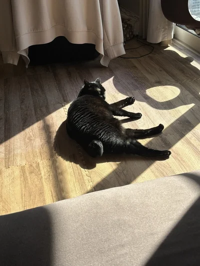 お日さまの光でぬっくぬくのあさりちゃん▶爪を切られて警戒中（⇒次へ）