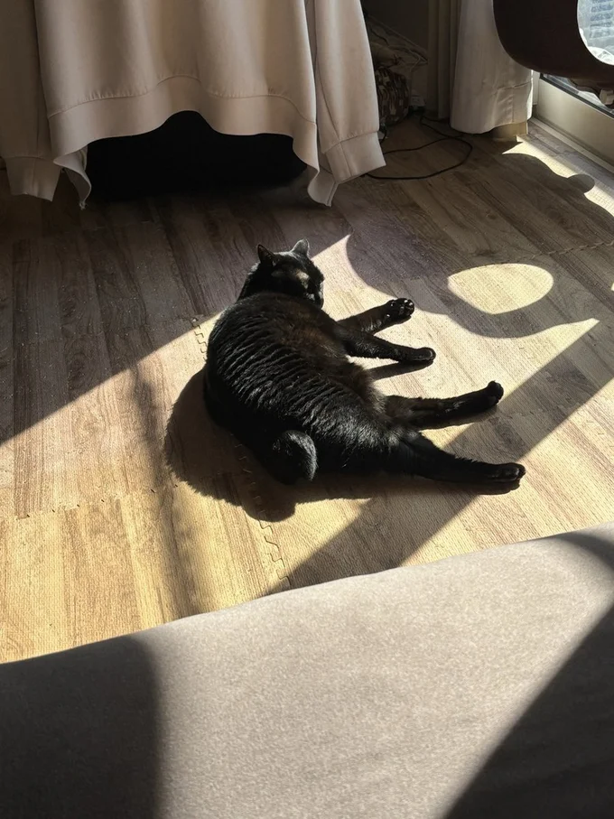 お日さまの光でぬっくぬくのあさりちゃん▶爪を切られて警戒中（⇒次へ）