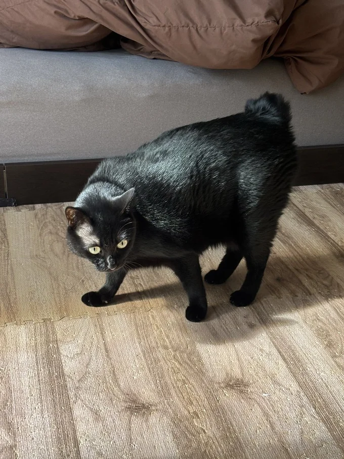 爪切りの後は距離を取りがちなあさりちゃん▶「おはよう～」（⇒次へ）