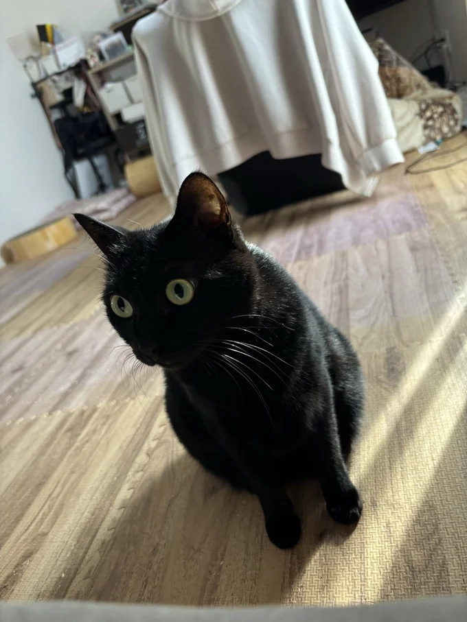 主様の起床を見守るあさりちゃん▶なでなでにうっとり（⇒次へ）